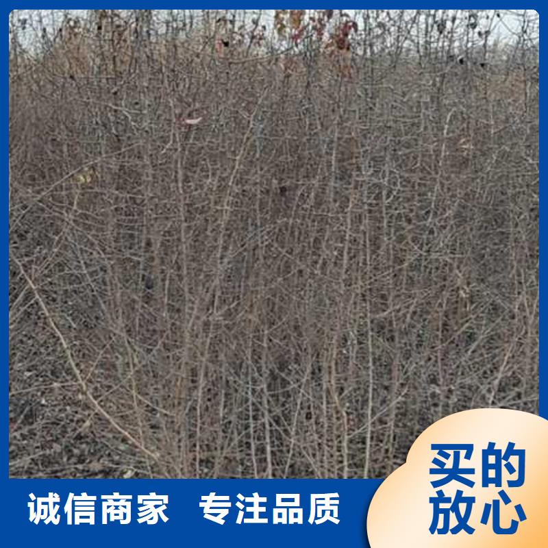 杜梨-梨树苗基地质量优价格低附近品牌