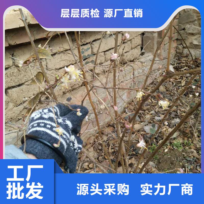 杈杷果櫻桃苗高性價比產地貨源