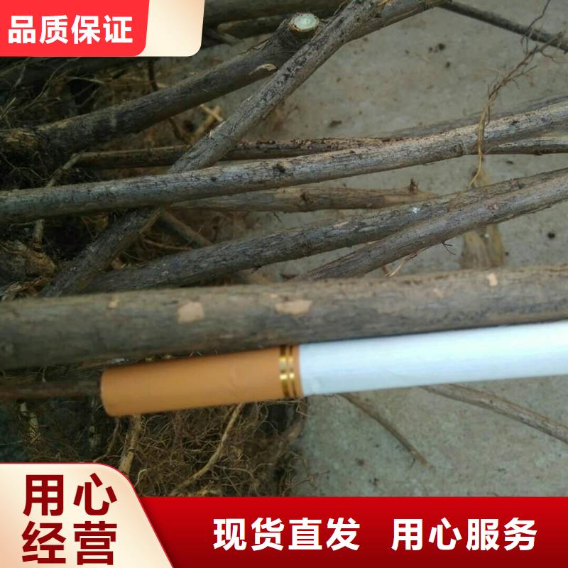 杈杷果奶油草莓專心專注專業當地品牌