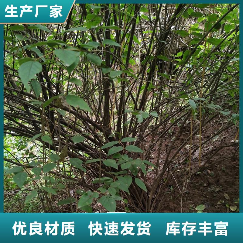 杈杷果櫻桃苗廠家直銷值得選擇本地制造商