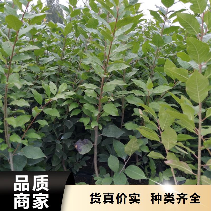 北美冬青蘋果苗專業生產N年老客戶鐘愛