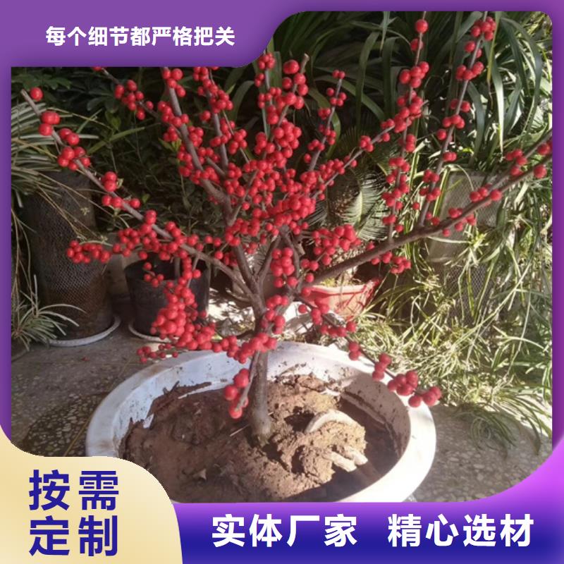 北美冬青櫻桃苗可定制送貨上門