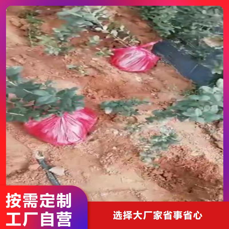 藍莓苗櫻桃苗優選貨源高質量高信譽