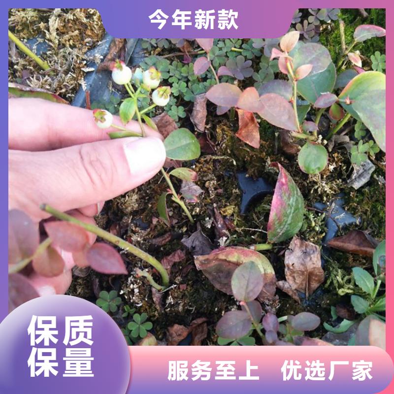 藍莓苗草莓苗廠家品控嚴(yán)格同城經(jīng)銷商