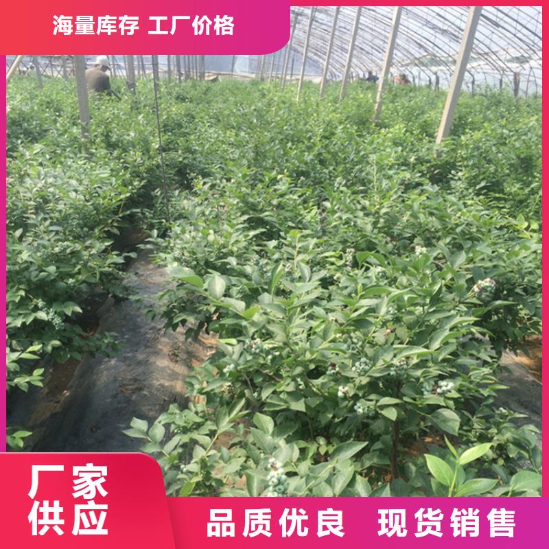 藍莓苗,桃樹苗用心經營本地廠家
