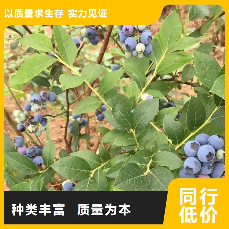 蓝莓苗无花果苗快速报价附近供应商