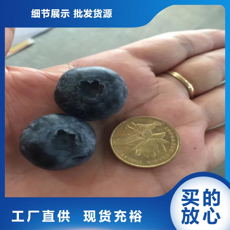 藍(lán)莓苗草莓苗質(zhì)量優(yōu)價格低本地服務(wù)商