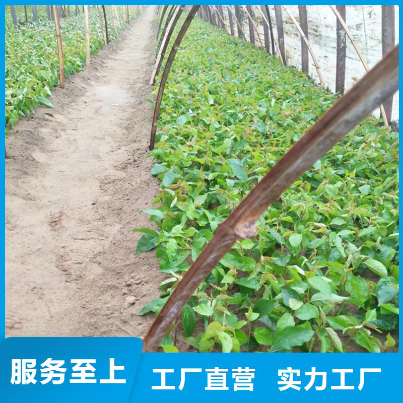櫻桃蘋果苗源廠定制常年出售