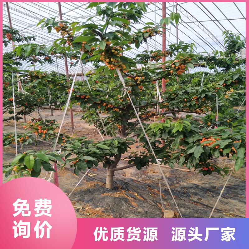 樱桃,【蓝莓苗】厂家定制优良工艺