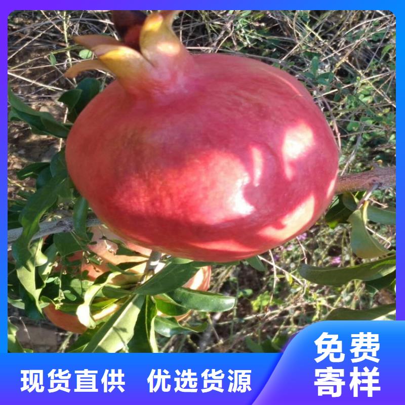 石榴蓝莓苗好货直供本地经销商