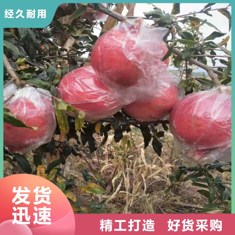 石榴无花果苗保质保量当地制造商