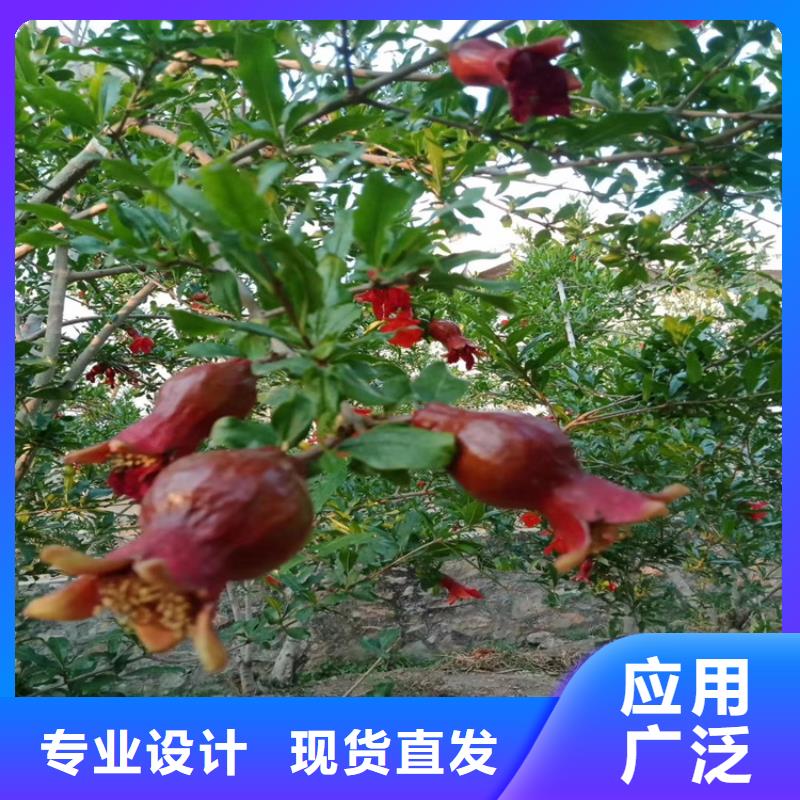 【石榴梨樹苗精益求精】一致好評產(chǎn)品