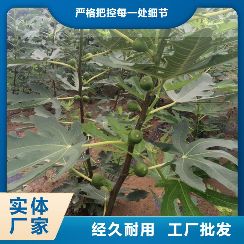 无花果樱桃苗贴心服务品牌专营