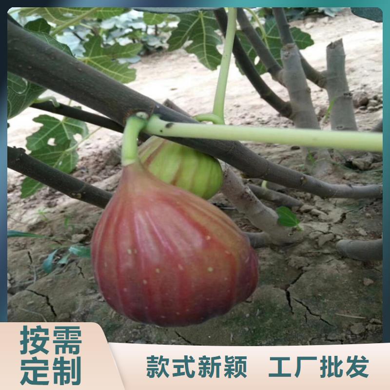 【无花果苹果苗推荐厂家】品质保证实力见证