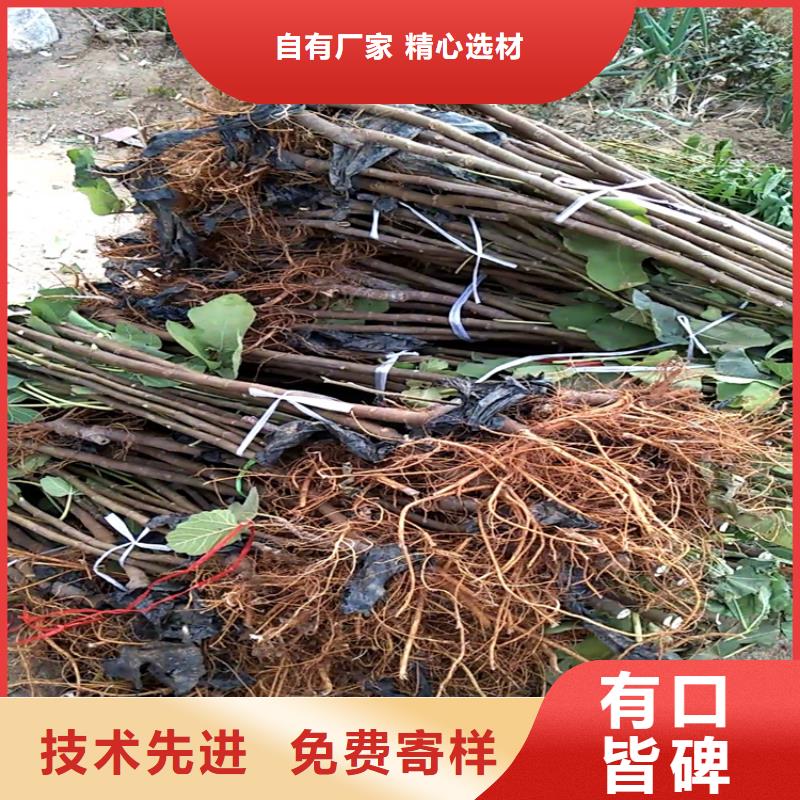 無花果葡萄苗品質值得信賴誠信廠家