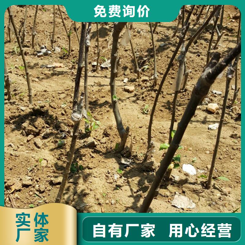 苹果蓝莓苗放心购品质优良