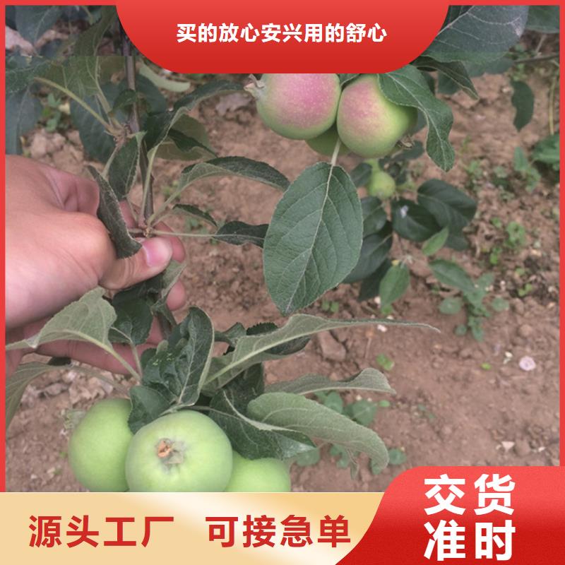 【苹果李树苗出货及时】附近供应商