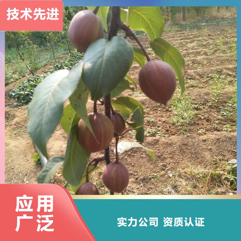 梨樹板栗苗實力工廠生產廠家