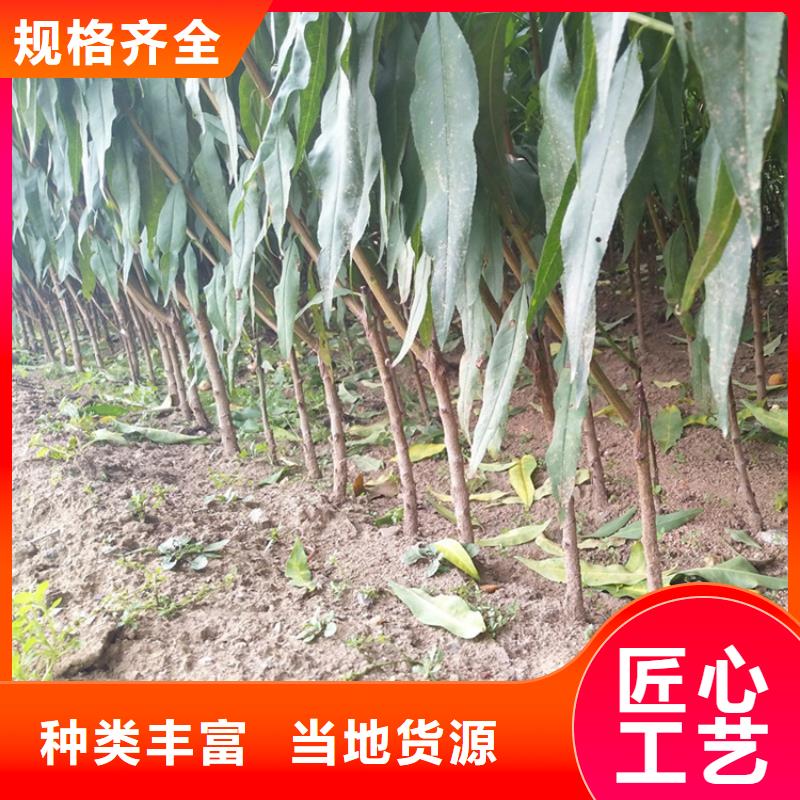 桃无花果苗工厂现货供应本地公司