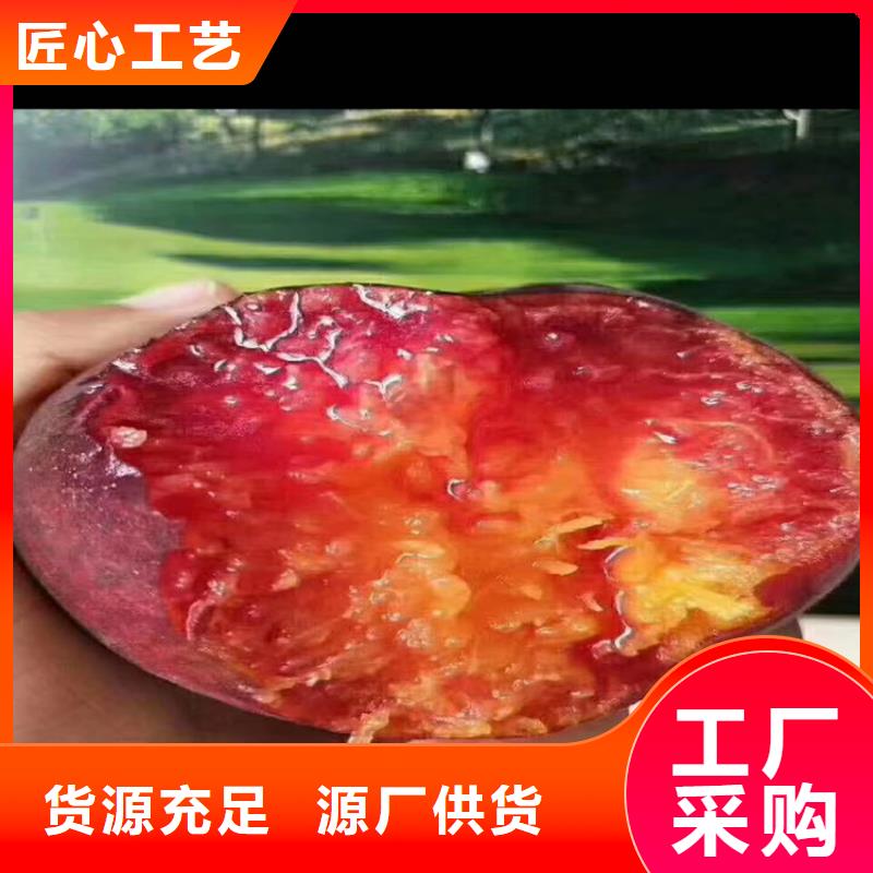 桃草莓苗工廠直營好廠家有擔當