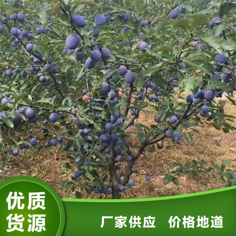 李子【葡萄苗】一站式采購商實力商家供貨穩(wěn)定