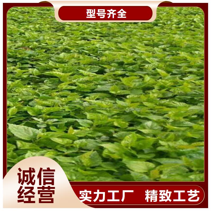 獼猴桃石榴樹可定制實力優品