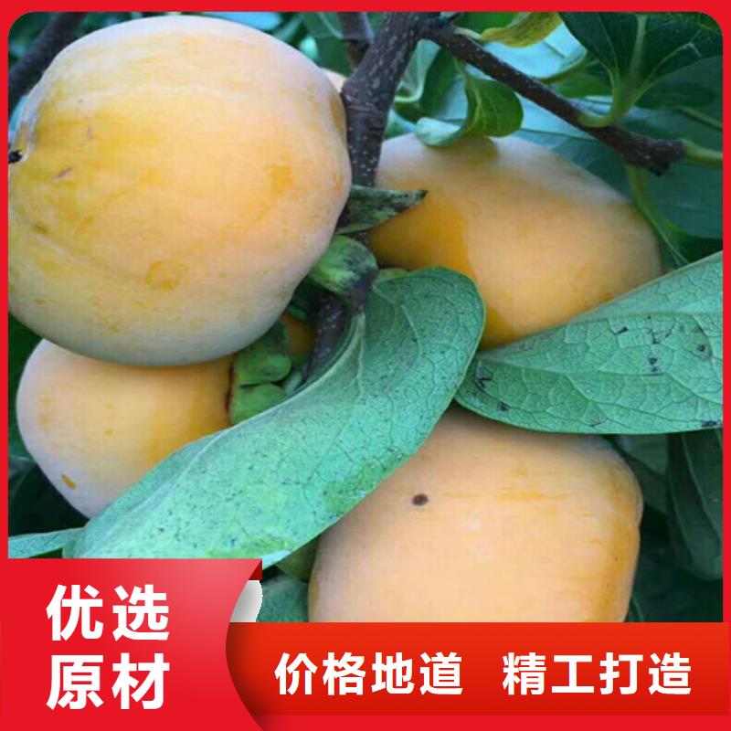 柿子【蓝莓苗】甄选好厂家精工打造