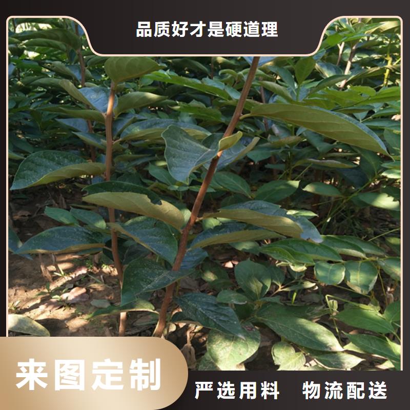 【柿子蘋果苗用心細節】研發生產銷售