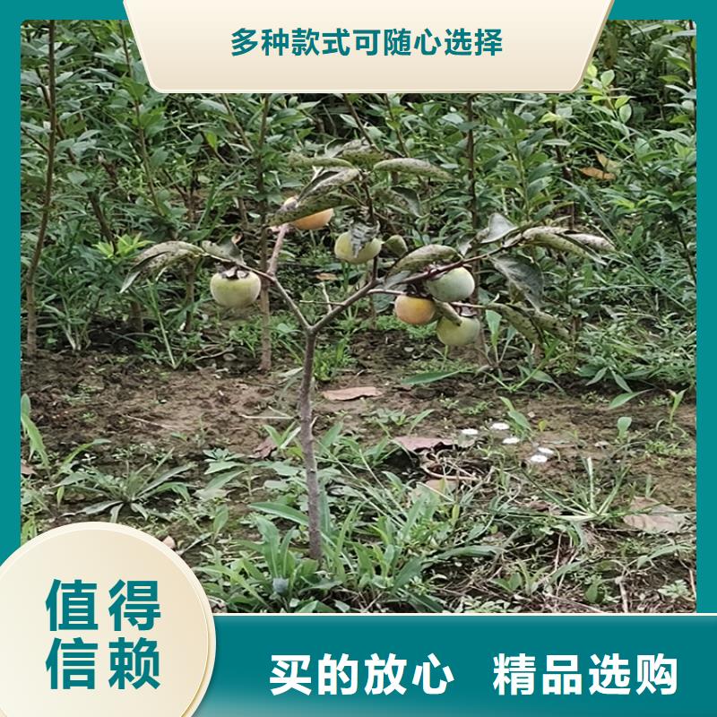 【柿子】櫻桃苗一個起售研發生產銷售