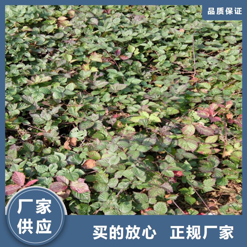 树莓【蓝莓苗】有口皆碑供您所需