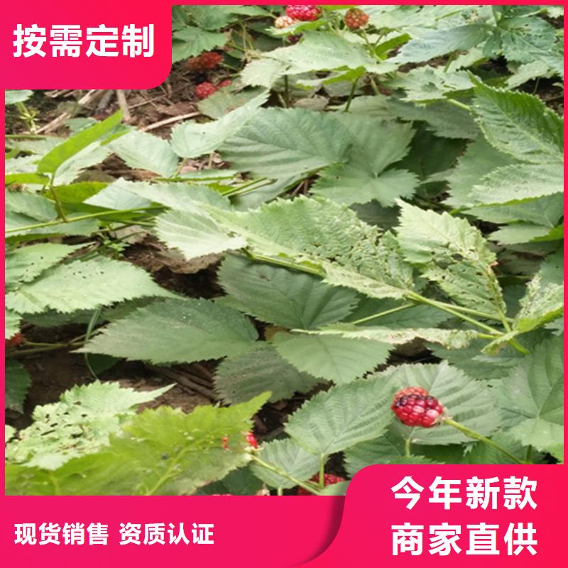 樹莓櫻桃苗用心細節廠家新品