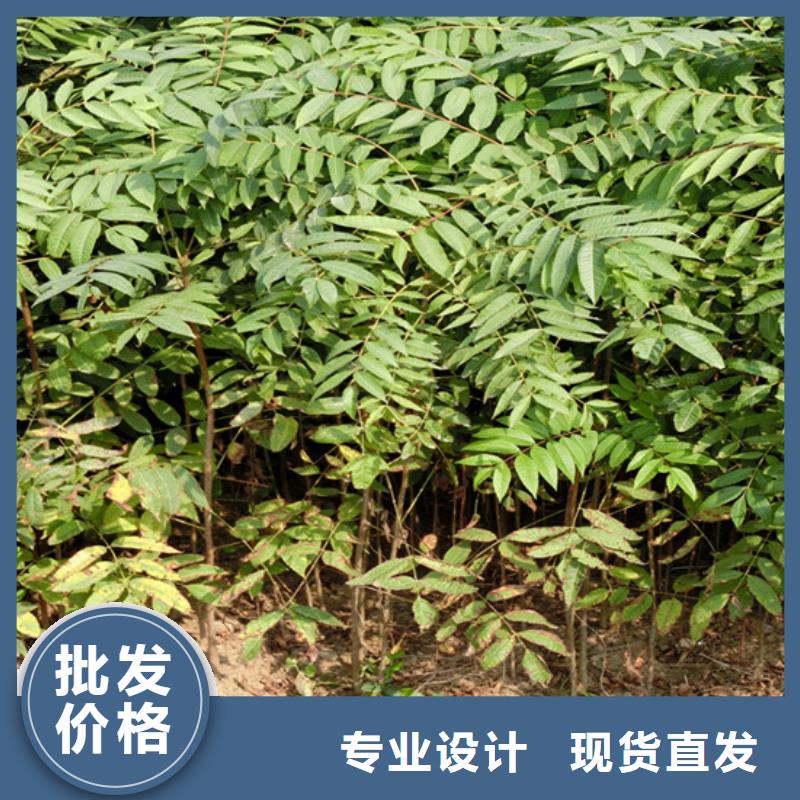 香椿蘋果苗誠信為本一對一為您服務