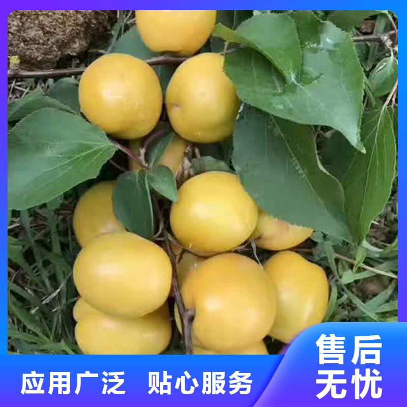 杏,杏樹苗用心制作市場行情