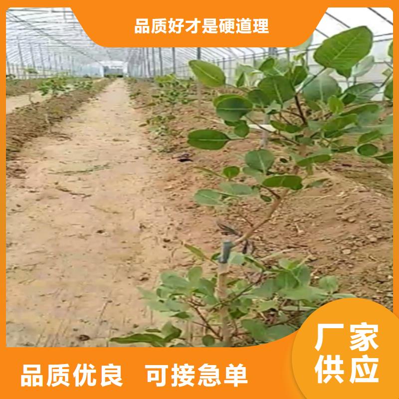 開心果奶油草莓品質服務產品細節(jié)