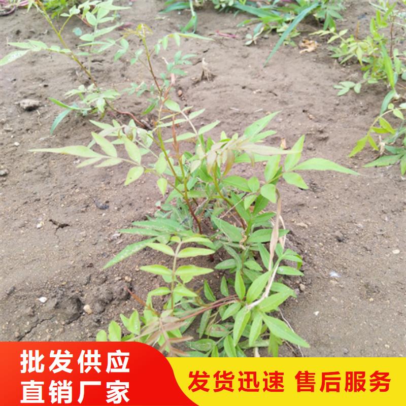 开心果【蓝莓苗】支持大小批量采购质量牢靠