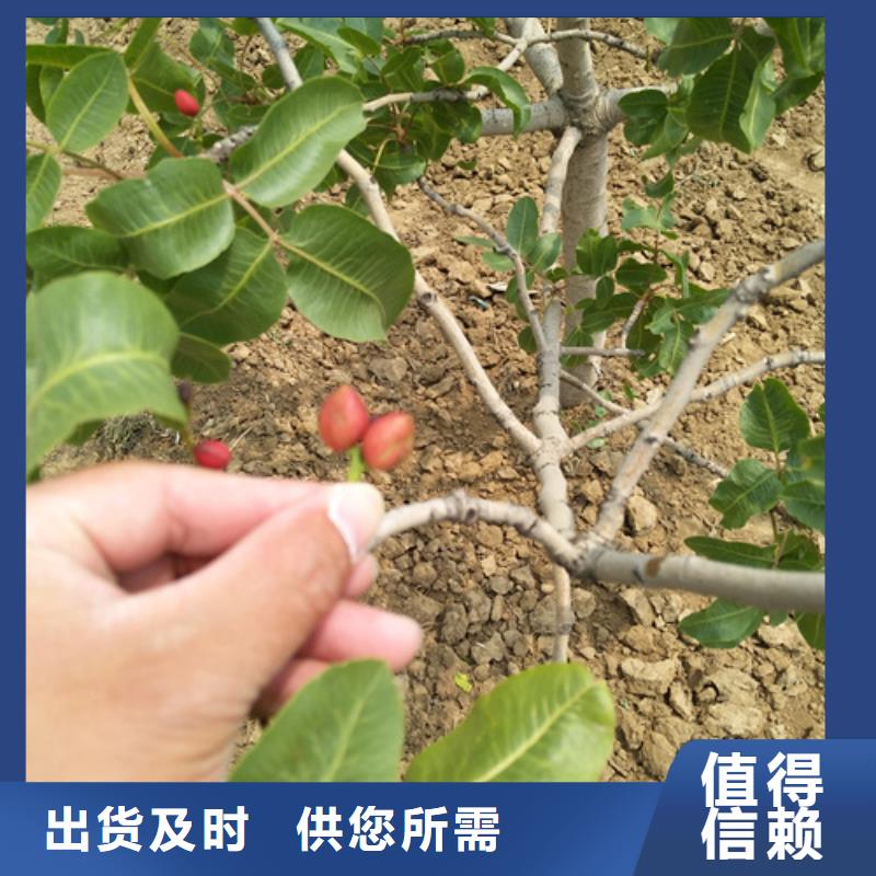 【開心果】_桃樹苗歡迎來電詢價產地廠家直銷