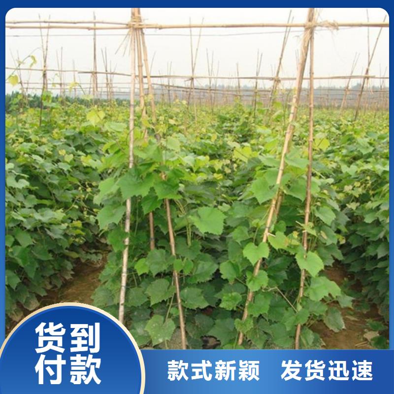 陽光玫瑰葡萄苗基地出售現貨充足