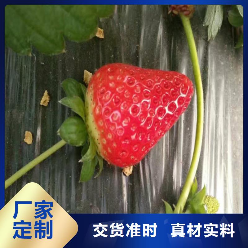 【草莓苗】无籽葡萄树苗质量好用心服务