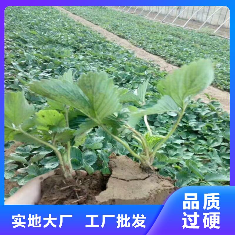 草莓苗品種齊全加工定制