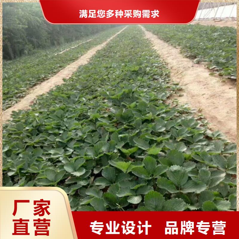 供应艳丽草莓苗，艳丽草莓苗批发价格精致工艺