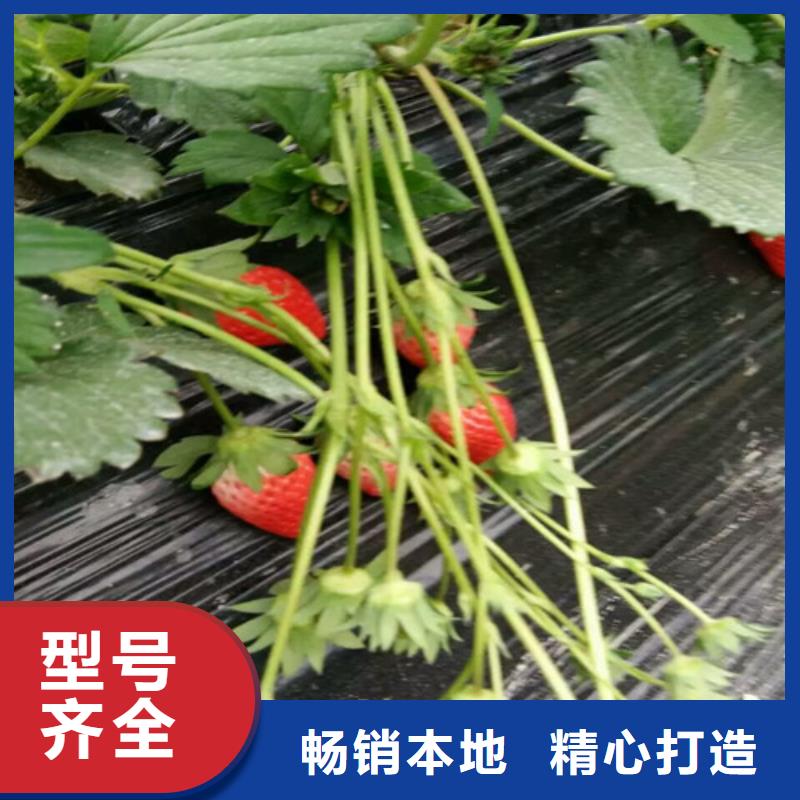 菠萝草莓苗批发价格规格型号全