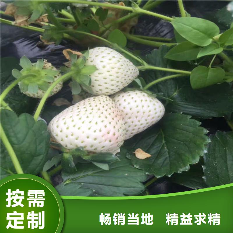哪里買脫毒草莓苗，脫毒草莓苗適應土地批發貨源