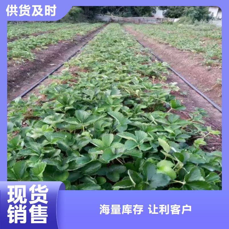 宁玉草莓苗低价批发产品细节参数