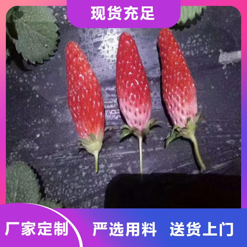 ?巧克力草莓苗多少錢一棵本地廠家