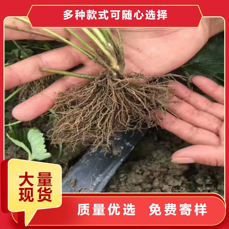 草莓苗_苹果苗厂家精选价格公道合理