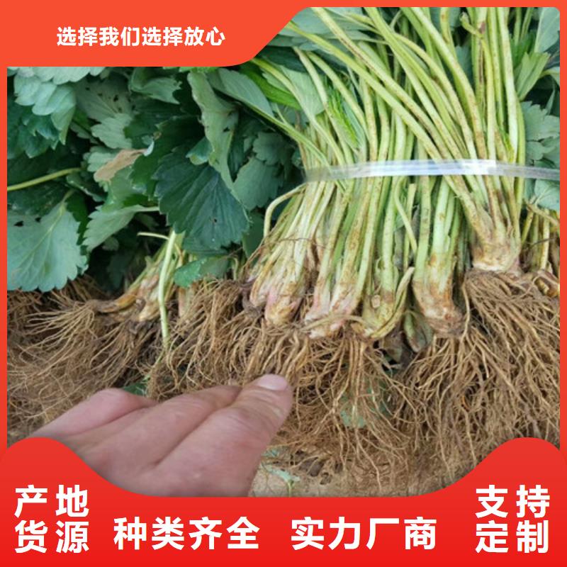 宁玉草莓苗施工方案当地生产厂家