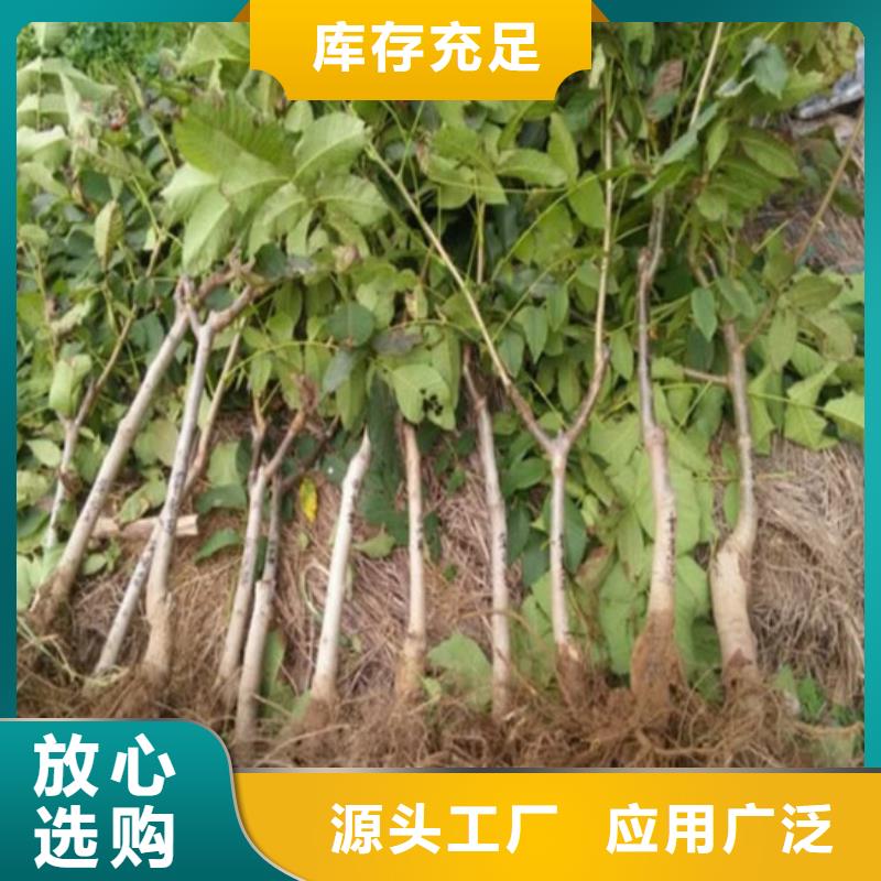 【核桃苗果树苗批发基地加工定制】一站式采购商家