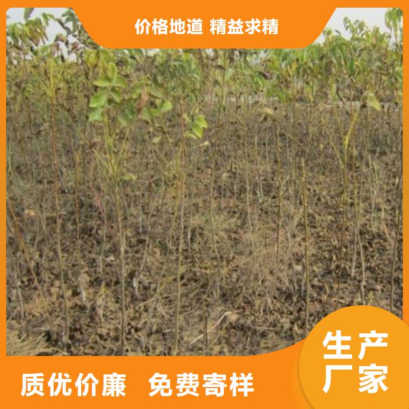 【核桃苗蘋果苗用好材做好產(chǎn)品】當(dāng)?shù)胤?wù)商
