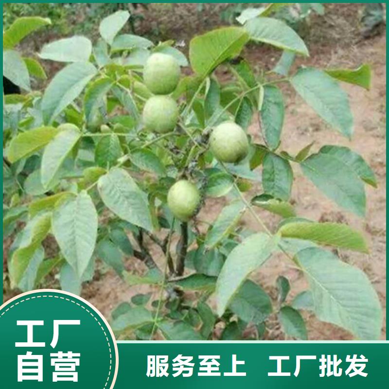 【核桃苗】红蜜桃树苗按需定做当地货源