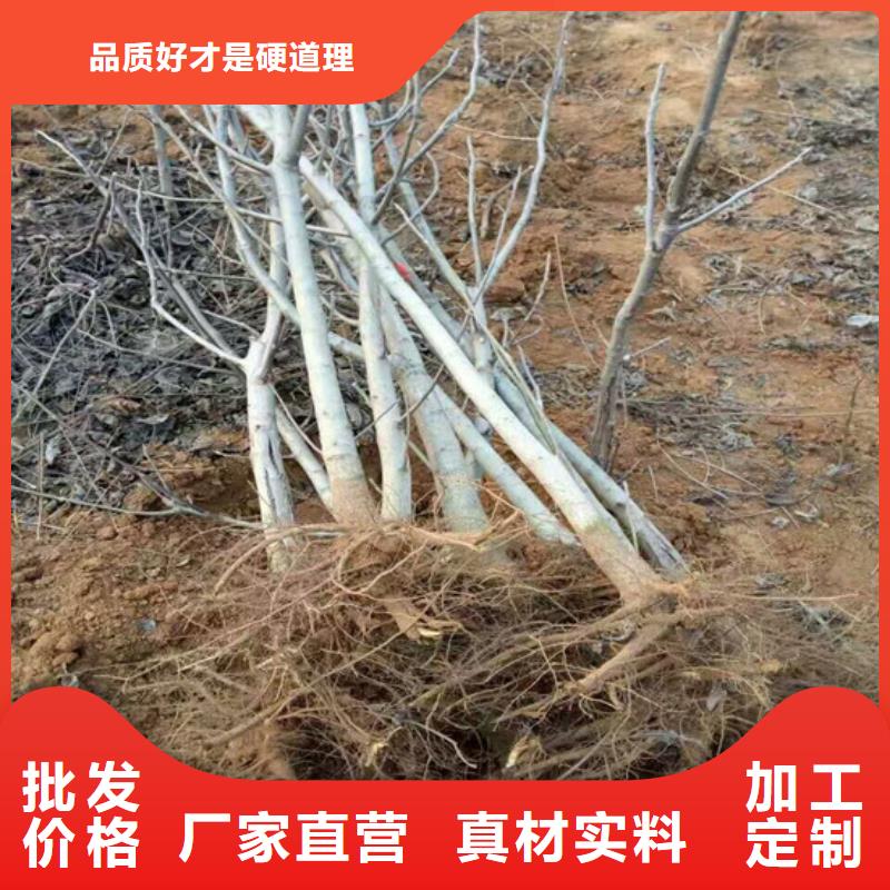 核桃苗吉塞拉6号砧木现货直供品质之选